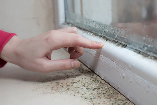 Best Industrial Mold Remediation  in Moose Lake, MN
